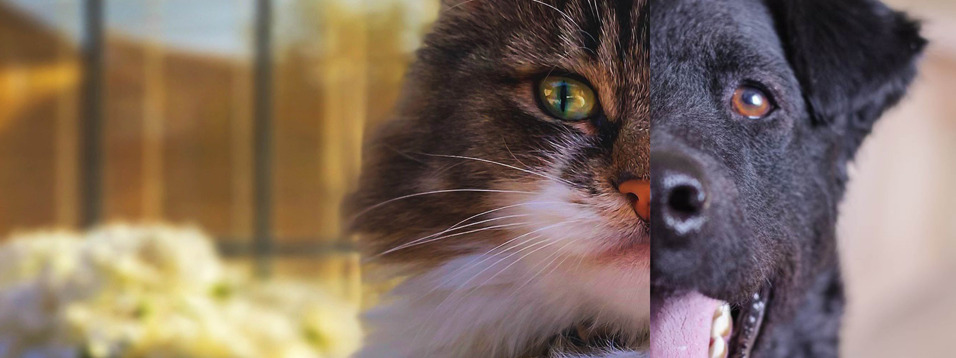 Honden en katten accessoires Daily Paw Nederland gratis verzending